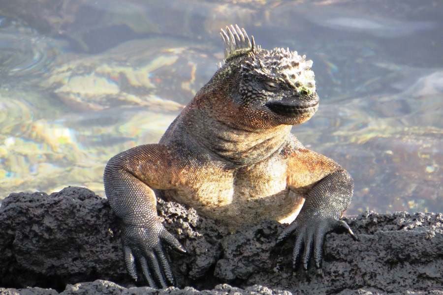 Marine iguana, Galapagos Islands