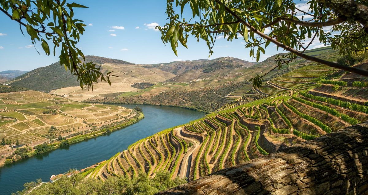 Terraced vineyards above the Douro River
