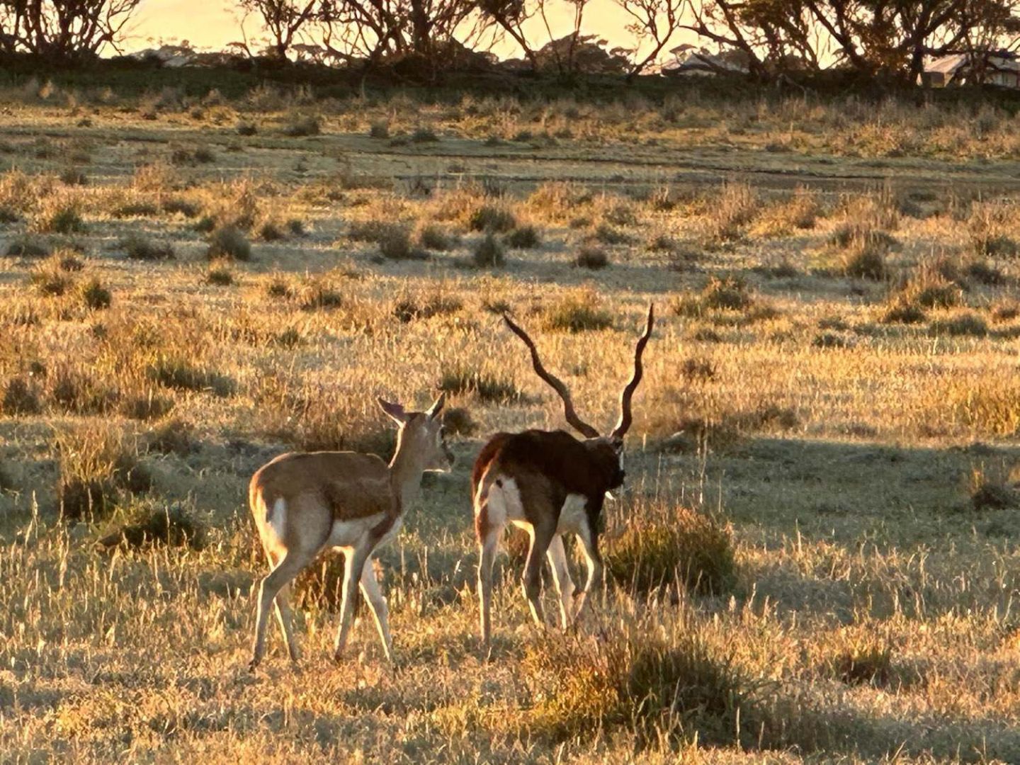 Blackbuck antelope, Monarto Safari Park