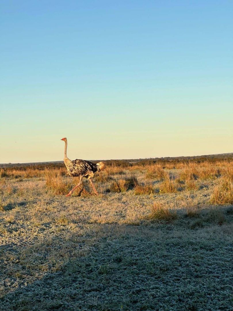 Ostrich on the plains, Monarto Safari Park