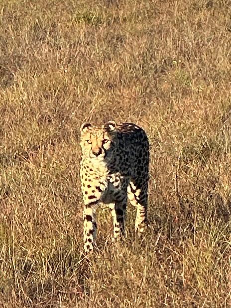 Cheetah on the dawn safari at Monarto Safari Park