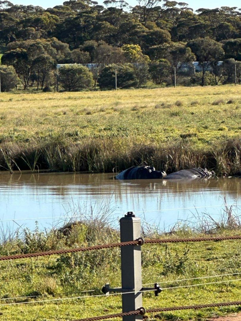 Hippo in the waterhole, Monarto Safari Park