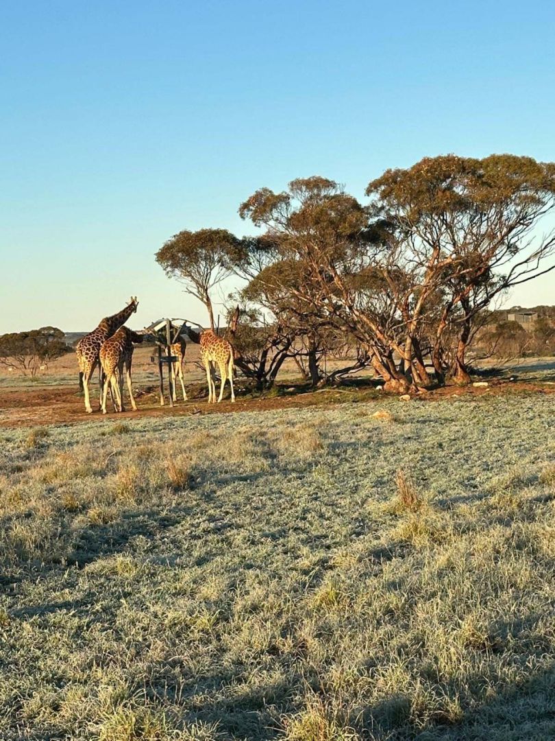 Giraffes at golden hour, Monarto Safari Park