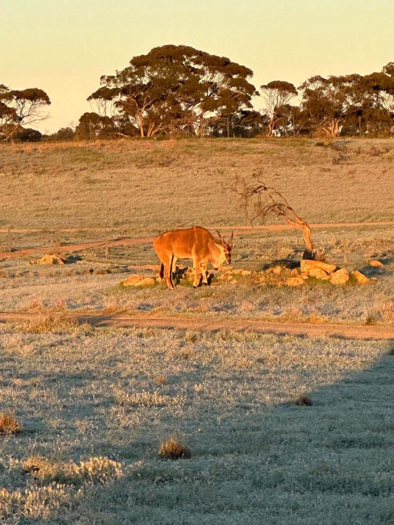 Eland grazing on a frosty morning, Monarto Safari Park