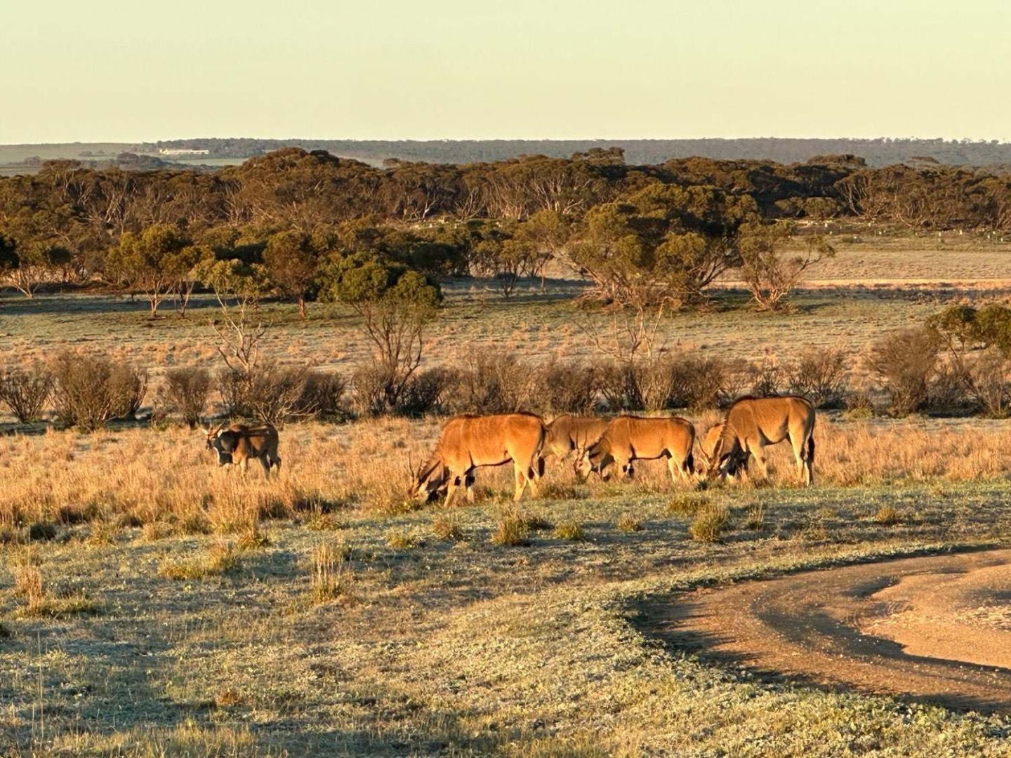 Eland herd at dawn, Monarto Safari Park