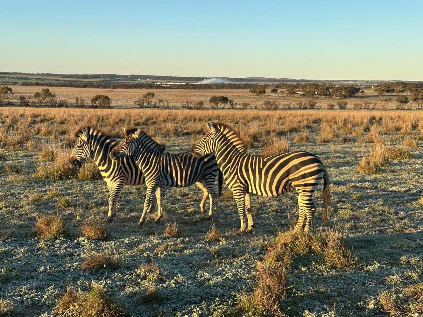Zebras in the morning light, Monarto Safari Park