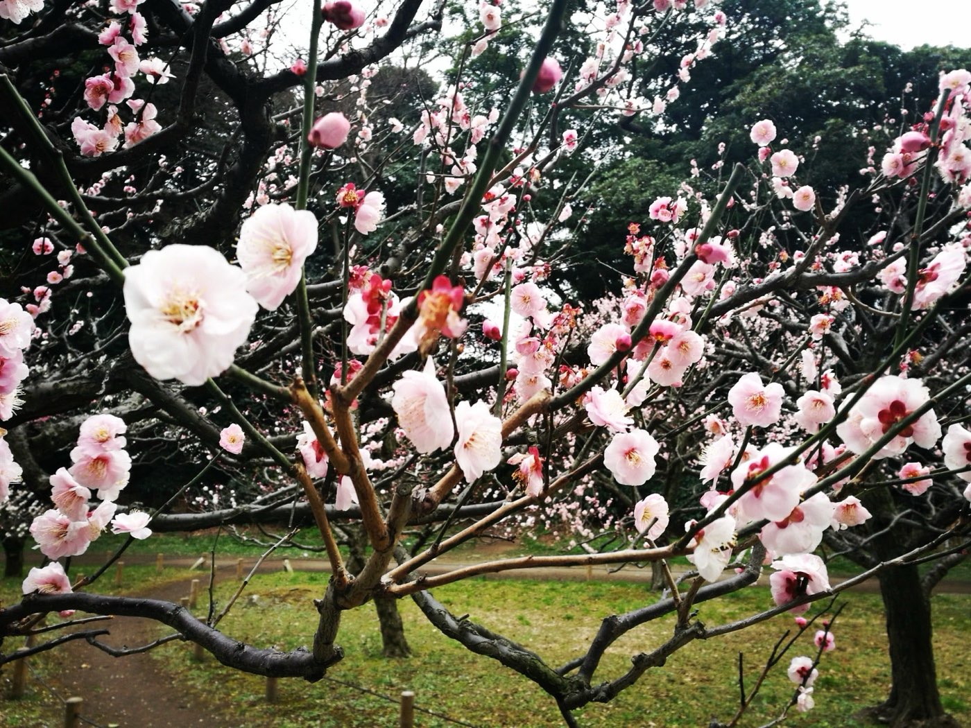 Cherry blossoms in Japan