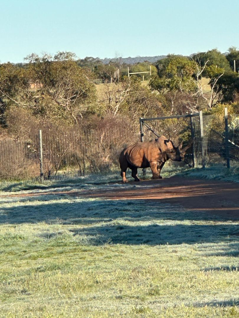Rhinos at Monarto Safari Park